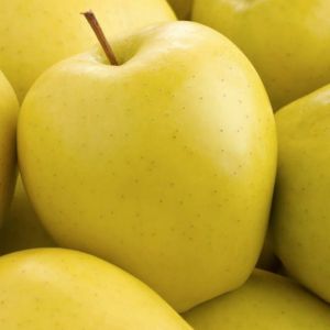 Jabloň GOLDEN DELICIOUS ve květináči