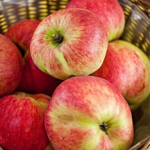 Jabloň KOKSA POMARAŃCZOWA