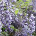 Wisteria ERANTHEMA 160cm