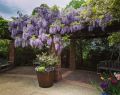 Wisteria Glicynia MACROBOTRYS 160 cm