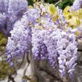 Wisteria Glicynia MACROBOTRYS 160 cm