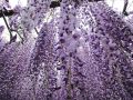 Wisteria Glicynia MACROBOTRYS 160 cm