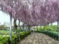 Wisteria Glicynia MACROBOTRYS 160 cm