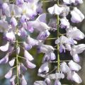 Wisteria Glicynia MACROBOTRYS 160 cm