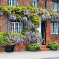 Wisteria Glicynia MACROBOTRYS 160 cm
