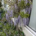 Wisteria Glicynia MACROBOTRYS 160 cm