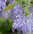 Wisteria Glicynia MACROBOTRYS 160 cm