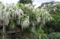 Wisteria Glicynia LONGISSIMA ALBA