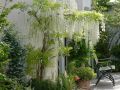 Wisteria Glicynia LONGISSIMA ALBA