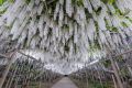 Wisteria Glicynia LONGISSIMA ALBA