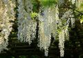 Wisteria Glicynia LONGISSIMA ALBA