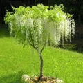 Wisteria Glicynia LONGISSIMA ALBA