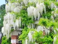 Wisteria Glicynia LONGISSIMA ALBA