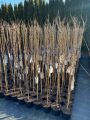 Wisteria Glicynia ERANTHEMA 160cm