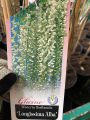 Wisteria Glicynia LONGISSIMA ALBA 160 cm