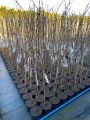 Wisteria Glicynia MACROBOTRYS 160 cm