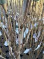 Wisteria Glicynia MACROBOTRYS 160 cm