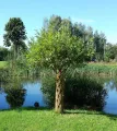 Wierzba PLECIONA