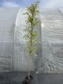 Wisteria Glicynia TUSCANY ROSE 160 cm