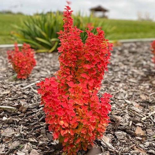 Dřišťál thunberga VULCANO