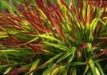 Trawa Hakonechloa MULLED WINE