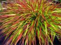 Trawa Hakonechloa MULLED WINE