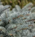 Świerk GLAUCA GLOBOSA na pniu
