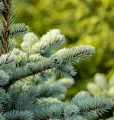 Świerk GLAUCA GLOBOSA na pniu