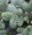 Świerk GLAUCA GLOBOSA na pniu