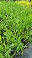 Trawa Hakonechloa GREENHILLS