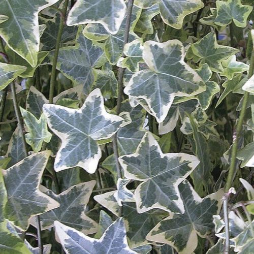 Břečťan obyčejný VARIEGATA 