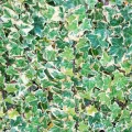Bluszcz pospolity VARIEGATA