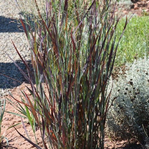 Proso prutnaté NOSFERATU