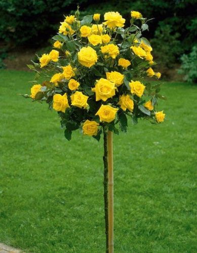 Růže ŽLUTÁ na kmínku v květináči