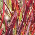 Proso rózgowate SANGRIA
