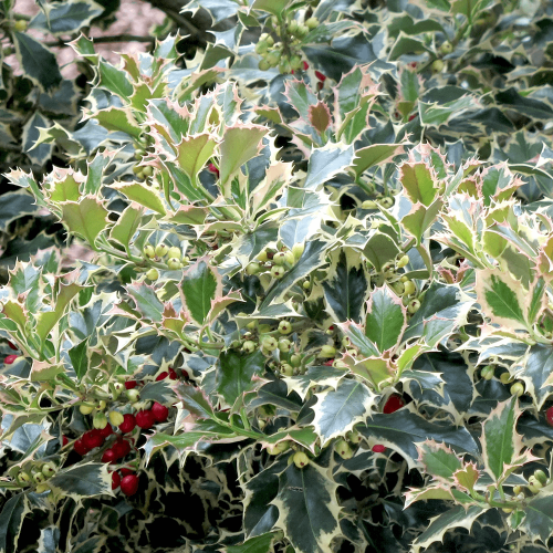 Cesmína ostrolistá ARGENTEA MARGINATA