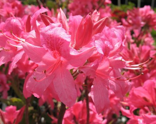 Pěnišník velkokvětý ROSY LIGHTS