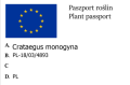 Głóg jednoszyjkowy.png