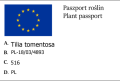 Lipa srebrzysta