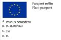 Śliwa Wiśniowa