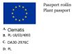 powojnik.jpg