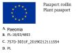 piwonia.jpg