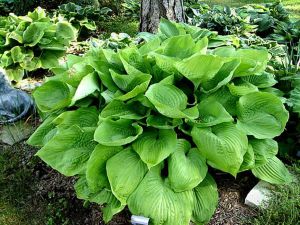 Bohyška - Hosta SUM & SUBSTANCE