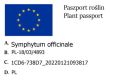 Żywokost.jpg
