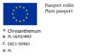 Złocień.jpg