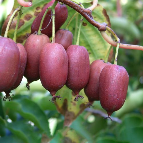 Kiwi RED JUMBO