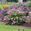 Budleja PINK CASCADE