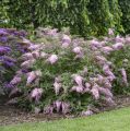 Budleja PINK CASCADE