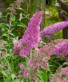 Budleja PINK CASCADE