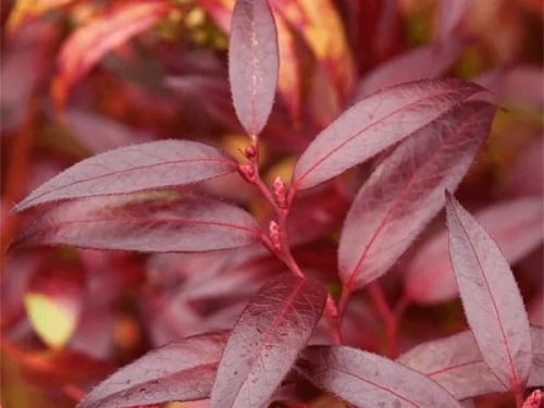 Leukothoe ROYAL RUBY